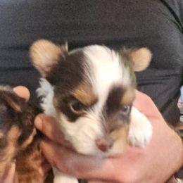 Titan - Parti male Yorkshire Terrier puppy in Hamilton, Ohio from Purebred Yorkies of Ohio