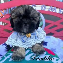 Freddie - Red male Shih Tzu puppy in Hemet, California from Aloha Shih Tzu