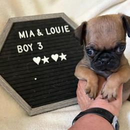 Boy 3 - Fawn male Pug puppy in Norborne, Missouri from Pug Palace