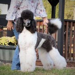 Momo - Poodle