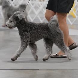 Phoebe - Pumi