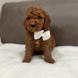 Benny boy - Red  male Goldendoodle puppy in Rio Linda, California from Plush Doodles