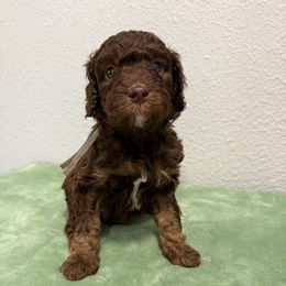 Jeremiah - Chocolate female Goldendoodle puppy in Moreno Valley, California from Rainbow SoCal Doodles