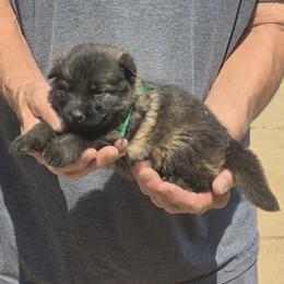 Green Boy 4 - Sable male German Shepherd puppy in Lake George, Colorado from High Country German Shepherds