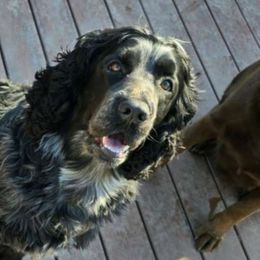 Dixie - English Springer Spaniel