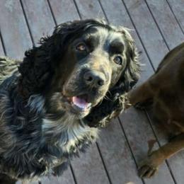 Dixie - English Springer Spaniel