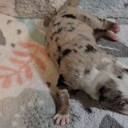 Australian Shepherd Puppies from Nicole Brinton