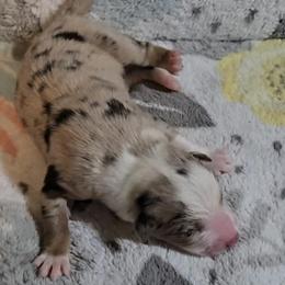 Australian Shepherd Puppies from Nicole Brinton