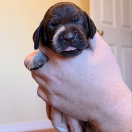 Dark Green - Liver and white female German Shorthaired Pointer puppy in Ash Flat, Arkansas from SmokePoint GSPs