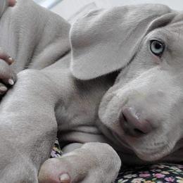 Weimaraners from Desert Rose Weimaraners
