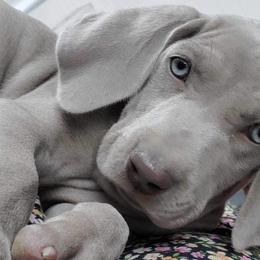 Weimaraners from Desert Rose Weimaraners