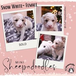 Snow White - Fawn and white Sheepadoodle puppy in Bloomfield, New Jersey from C3 Sheepadoodles