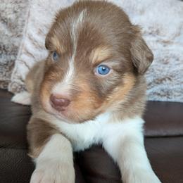 Beau - red tri male - Red tri-color male Australian Shepherd puppy in Texas from Wray Aussies