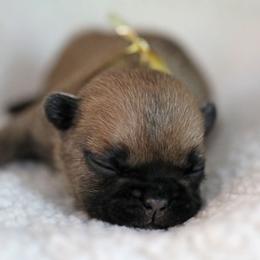 Gold Collar - Fawn and white female French Bulldog puppy in Wichita, Kansas from Phantasticus French Bulldogs