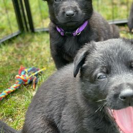 German Shepherd Puppies from Von Lambor German Shepherds