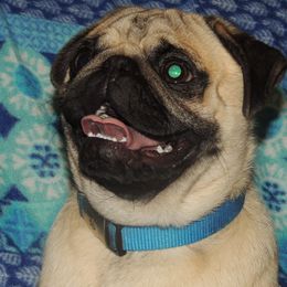 Pugs from Loda's Pugs
