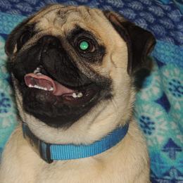 Pugs from Loda's Pugs