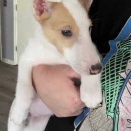 Collie Puppies from Lakeside Collies