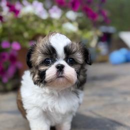 Astro - Red and white male Shih Tzu puppy in Albany, New York from Best Friend Shih Tzu Co.