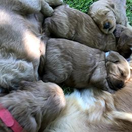 Goldendoodle Puppies from JD GoldenDoodles