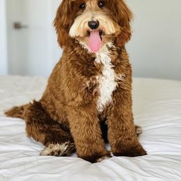 Cocoa - Goldendoodle