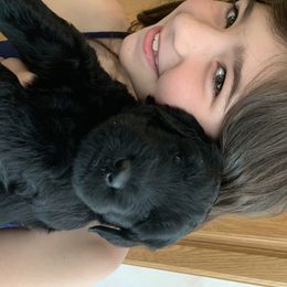 Giant Schnauzer Puppies from Mandy’s Giant Schnauzers
