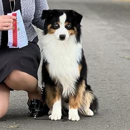 Marvin - Miniature American Shepherd