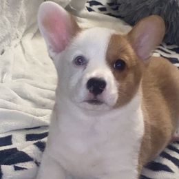 Pembroke Welsh Corgi Puppies from GLC Corgis