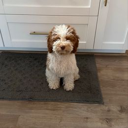 Maki - Goldendoodle