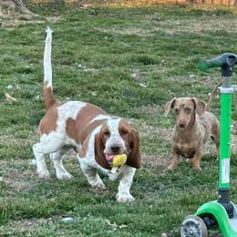 Mr. Peanut - Mahogany and white male Basset Hound puppy in Fayetteville, Arkansas from Heyliger Hounds