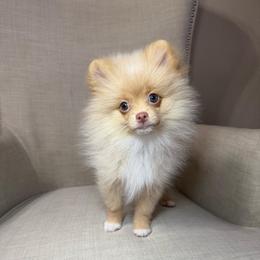 Kovu - Cream male Pomeranian puppy in Phoenix, Arizona from Luxpomz