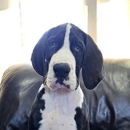 Great Dane Puppies from Uber Alles Great Danes