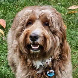 Piper - Goldendoodle