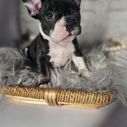 Lumi - French Bulldog puppy from Riggins Mastiffs and Danes
