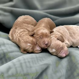 Mini Goldendoodles - Red  female Goldendoodle puppy in Monument, Colorado from Colorado Dreamin Doodles