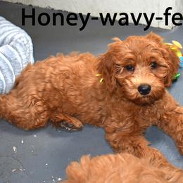 Honey - Red  female Goldendoodle puppy in Jasper, Indiana from Hilltop Pups LLC