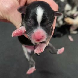 Black tan point girl - Black and tan female Havanese puppy in Vinita, Oklahoma from Locust Creek Shih Tzu & Havanese