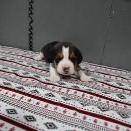 Red collar female - Black tan and white female Beagle puppy in Fontana, California from JLB Beagles & MBT