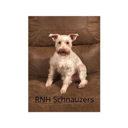 Miniature Schnauzer Puppies from RNH Schnauzers