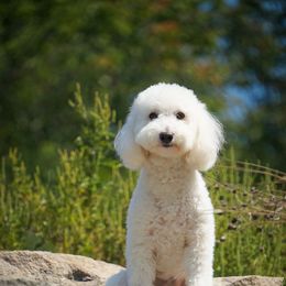 Cavapoo puppies from WW Cavapoos