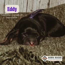 Eddy - Black tri male Miniature American Shepherd puppy in White City, Oregon from Born Rogue Miniature American Shepherds