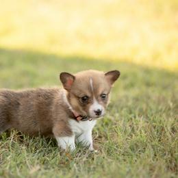 Maroon collar female- Daisy - Sable female Pembroke Welsh Corgi puppy in Waverly Hall, Georgia from 6g Ranch Corgis