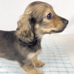 Sundae - Red female Dachshund puppy in Sacramento, California from MiniDoxPups