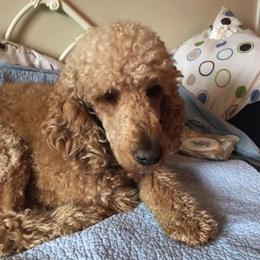 Poodles from Tucker Hill Kennel