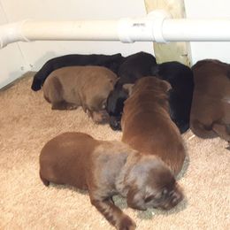 Labrador Retriever Puppies from Milliken Creek Labs