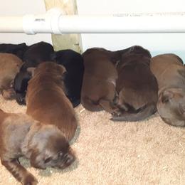 Labrador Retriever Puppies from Milliken Creek Labs