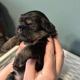 Buckeye - Black and tan male Shih Tzu puppy in Springboro, Ohio from Shih Tzus of Springboro LLC.
