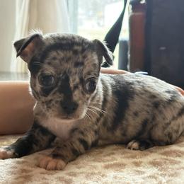 Cookie - Merle female Chihuahua puppy in Beckemeyer, Illinois from Guardian’s of the Chihuahuas