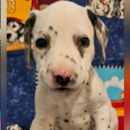 Beige - White and black male Dalmatian puppy in Adamstown, Maryland from Sprinkled with Hearts Dalmatians