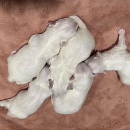 Boy 2 - White male Maltese puppy in Cisco, Texas from Fancy Pants Maltese